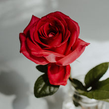 Load image into Gallery viewer, Rose & Patchouli Jar