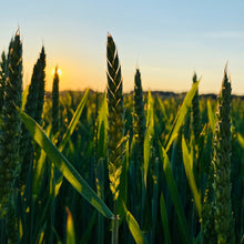 Load image into Gallery viewer, Country Fresh Jar