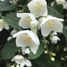 Load image into Gallery viewer, Jasmine & Honeysuckle Jar