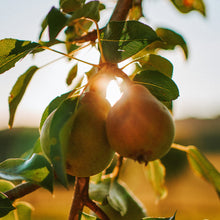 Load image into Gallery viewer, Mulled Pear & Cranberry Jar